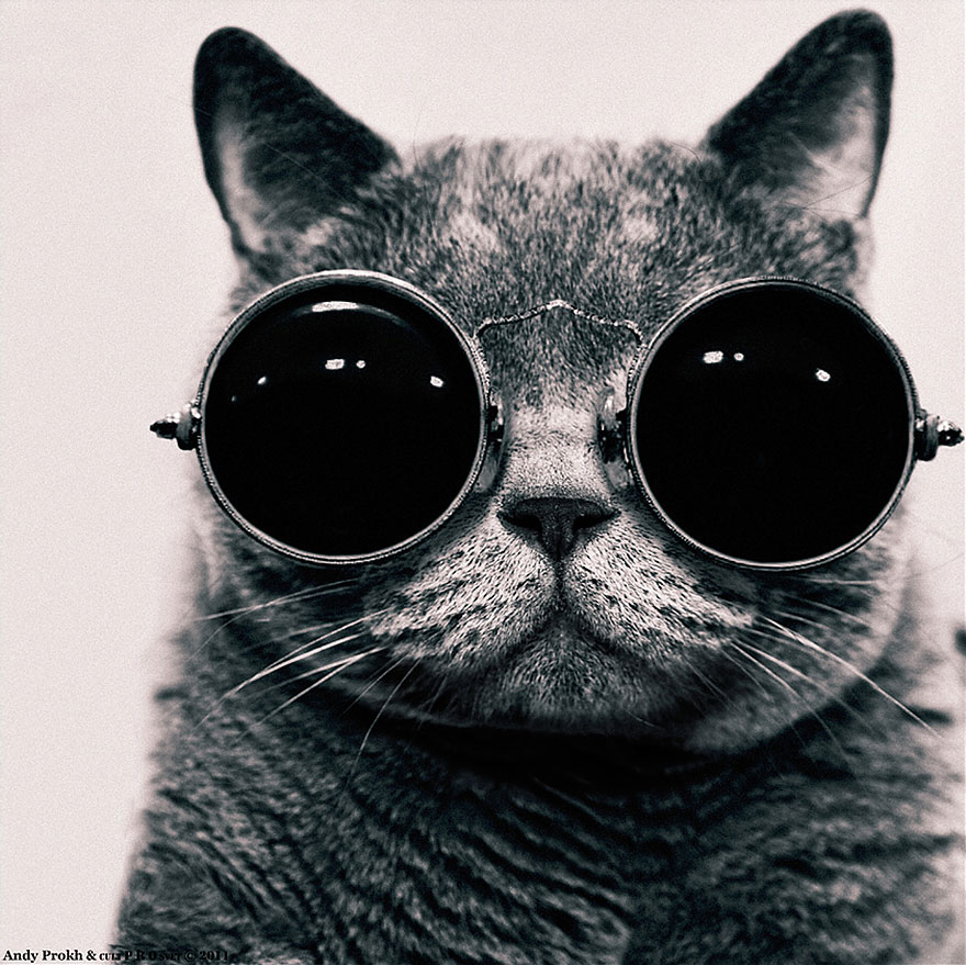 cat in a big dark glasses cat in a big dark glasses