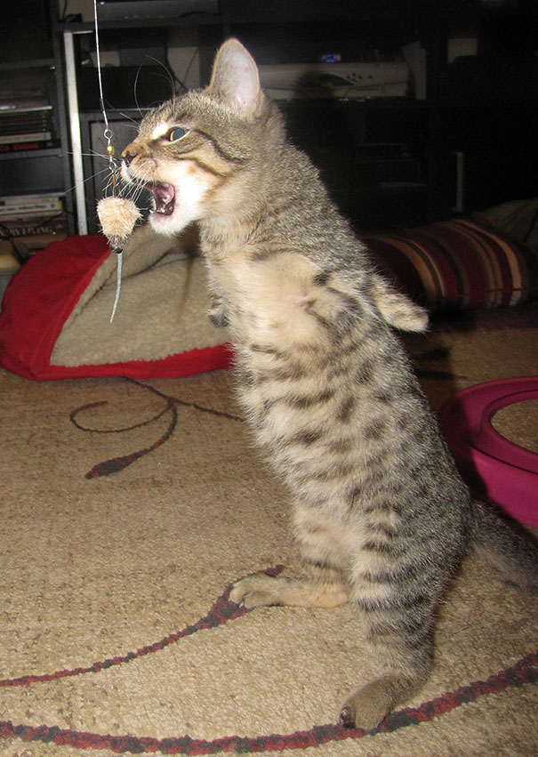 mercury-two-legged-kitten-19