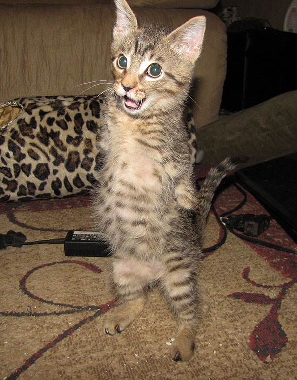 mercury-two-legged-kitten-20