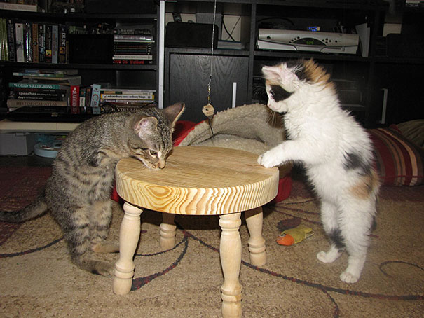 mercury-two-legged-kitten-21