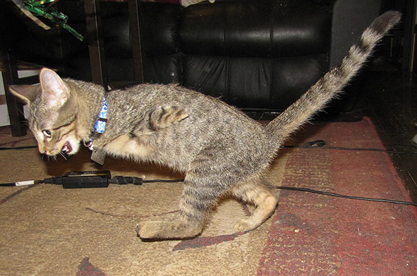 mercury-two-legged-kitten-3