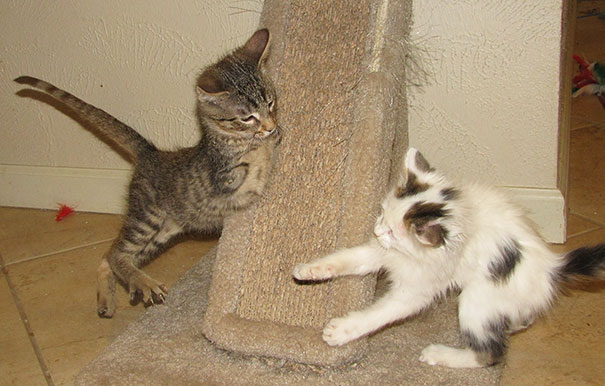 mercury-two-legged-kitten-5 mercury-two-legged-kitten-5