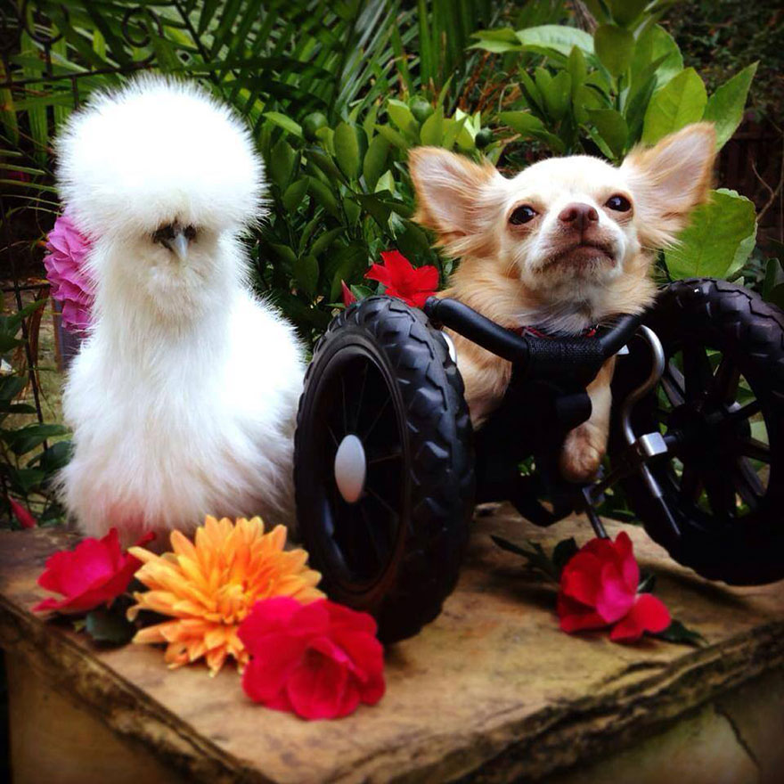 penny-chicken-roo-chihuahua-cute-friendship-1 penny-chicken-roo-chihuahua-cute-friendship-1