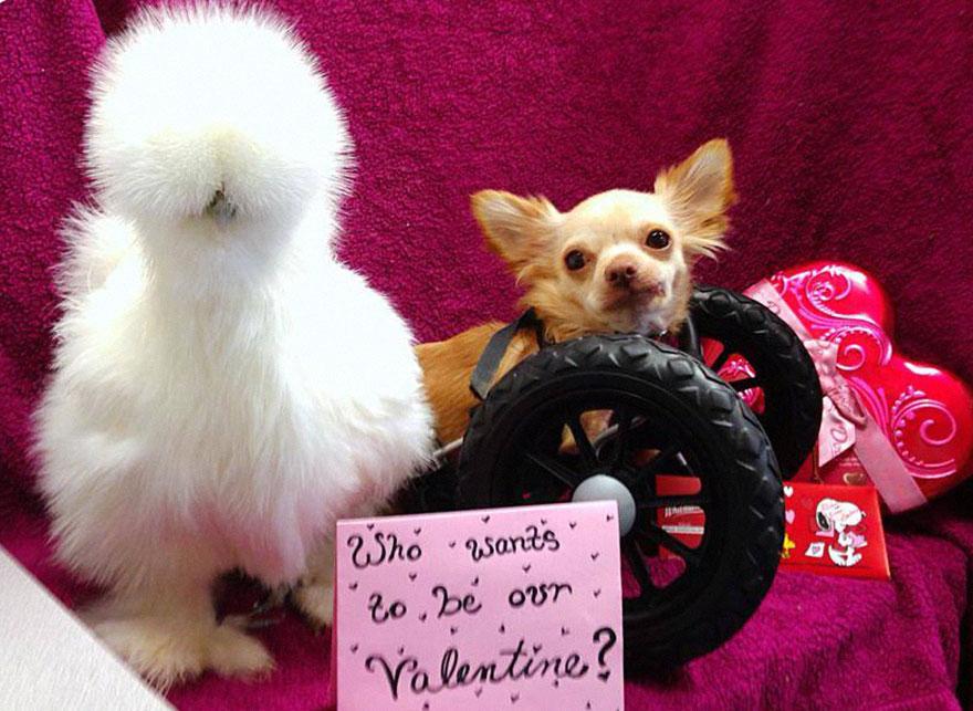penny-chicken-roo-chihuahua-cute-friendship-12 penny-chicken-roo-chihuahua-cute-friendship-12