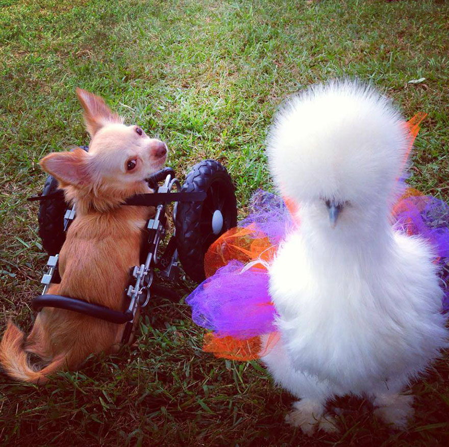 penny-chicken-roo-chihuahua-cute-friendship-13 penny-chicken-roo-chihuahua-cute-friendship-13