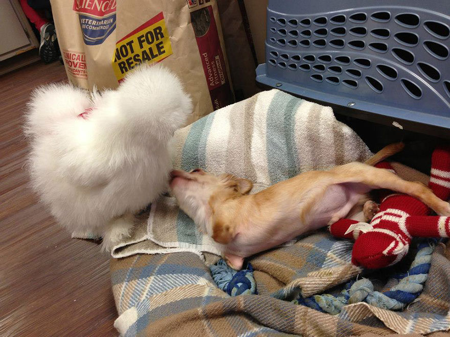 penny-chicken-roo-chihuahua-cute-friendship-22 penny-chicken-roo-chihuahua-cute-friendship-22