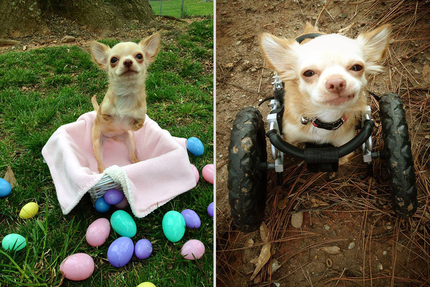 penny-chicken-roo-chihuahua-cute-friendship-3 penny-chicken-roo-chihuahua-cute-friendship-3