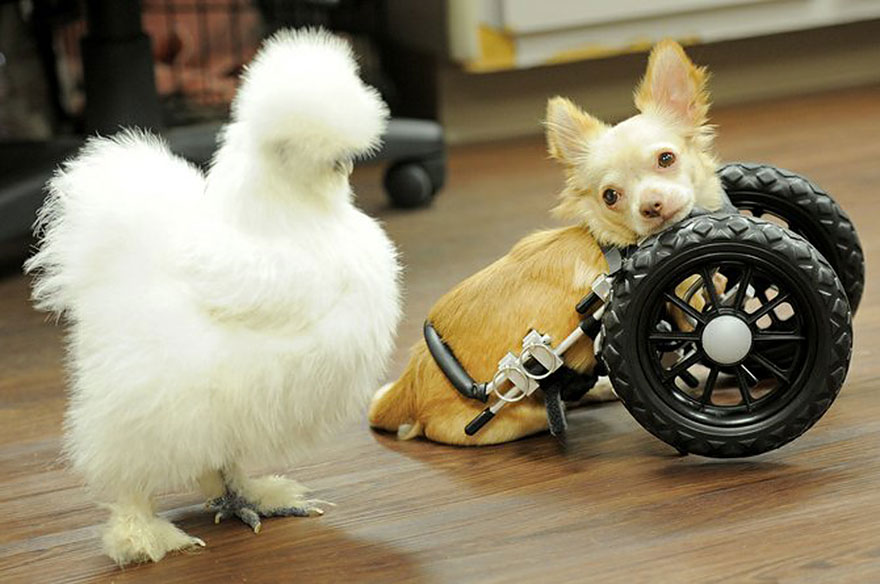 penny-chicken-roo-chihuahua-cute-friendship-33 penny-chicken-roo-chihuahua-cute-friendship-33