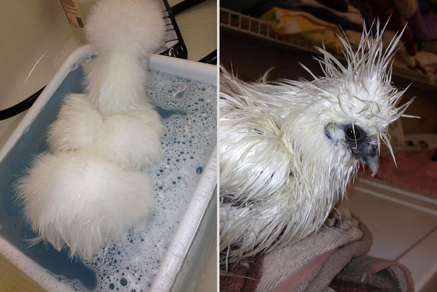 penny-chicken-roo-chihuahua-cute-friendship-9 penny-chicken-roo-chihuahua-cute-friendship-9