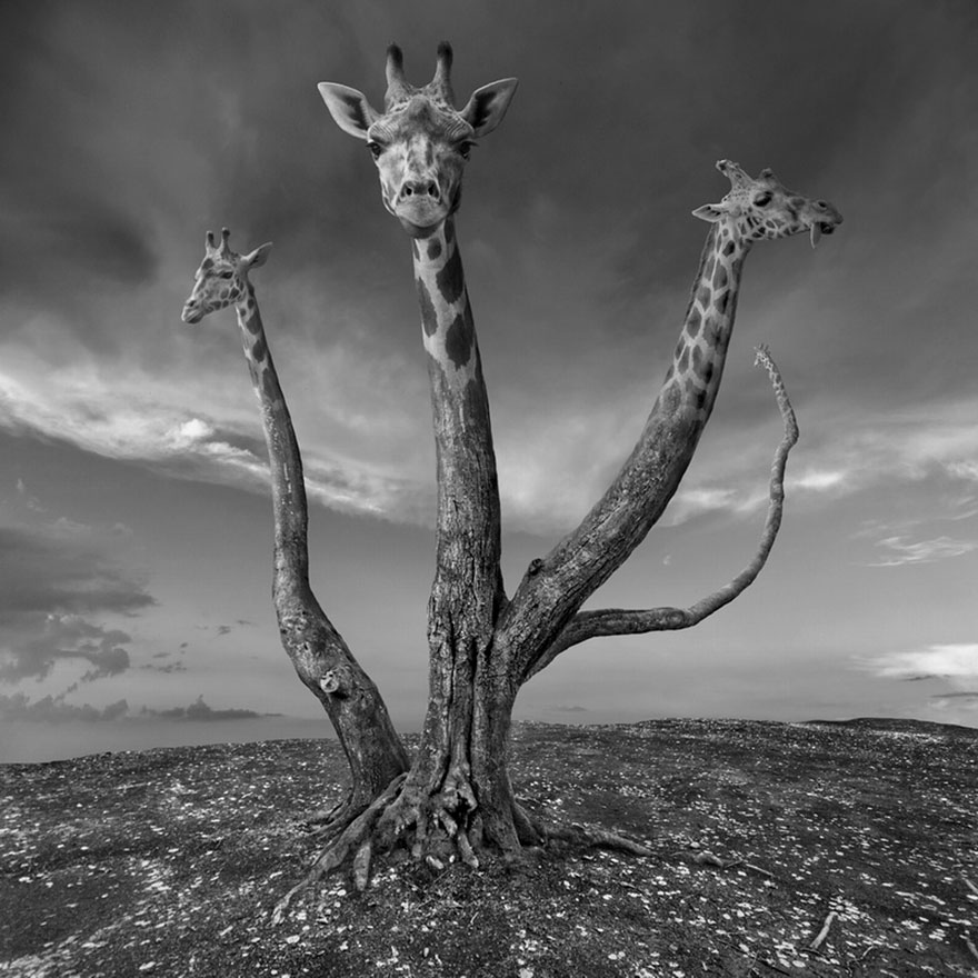 surreal-photo-manipulation-dariusz-klimczak-1 surreal-photo-manipulation-dariusz-klimczak-1