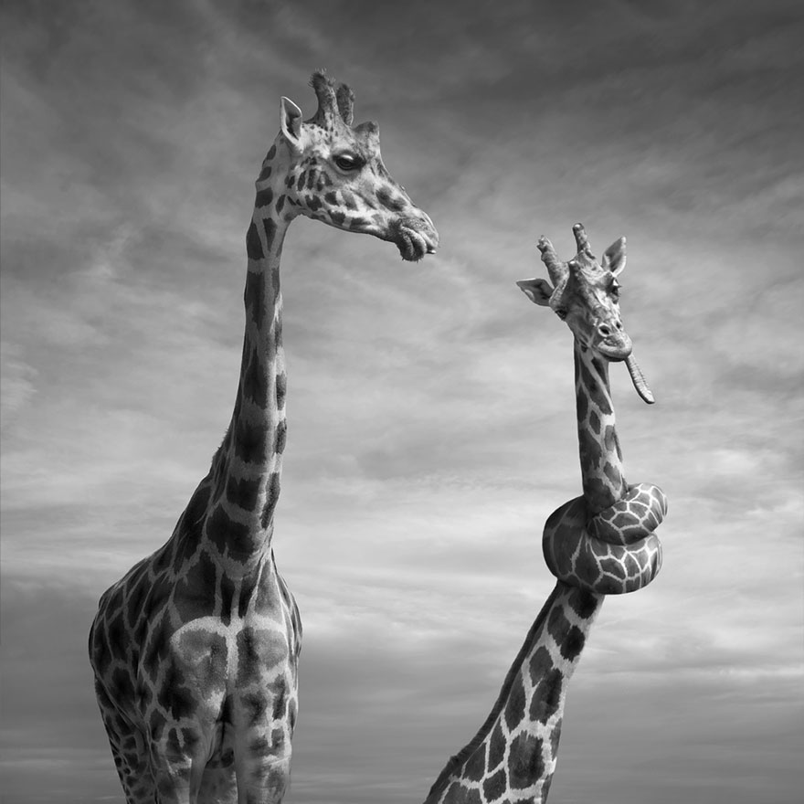 surreal-photo-manipulation-dariusz-klimczak-16