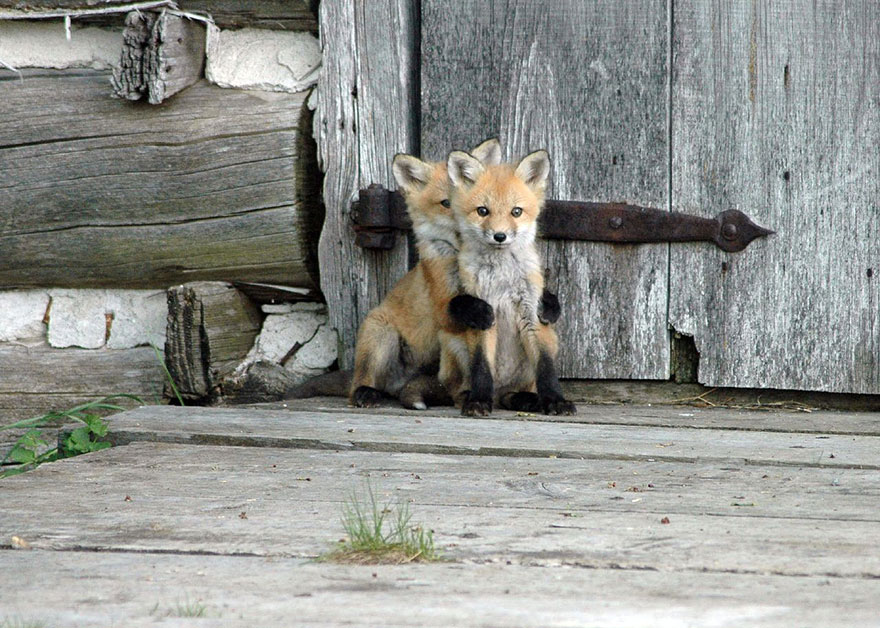 amazing-fox-photos-17 amazing-fox-photos-17