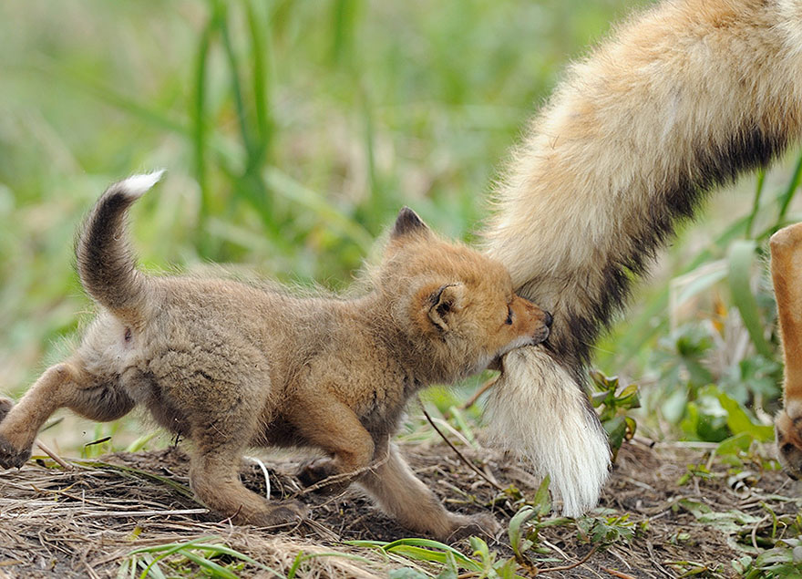 These 22 Photos Will Make You Fall In Love With Foxes These 22 Photos Will Make You Fall In Love With Foxes