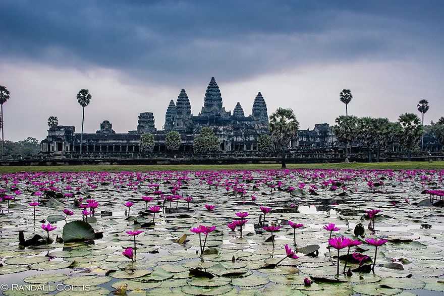 River with lilies and city Angkor Wat, Cambodia River with lilies and city Angkor Wat, Cambodia