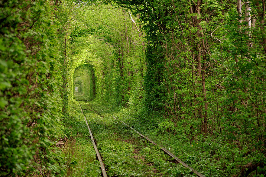19 Magical Tree Tunnels You Should Definitely Take A Walk Through 19 Magical Tree Tunnels You Should Definitely Take A Walk Through