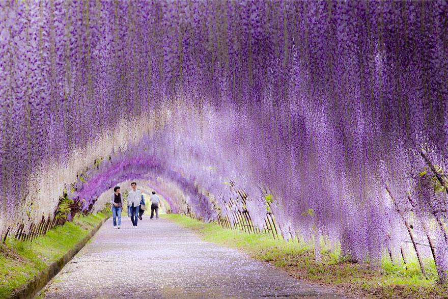 19 Magical Tree Tunnels You Should Definitely Take A Walk Through 19 Magical Tree Tunnels You Should Definitely Take A Walk Through
