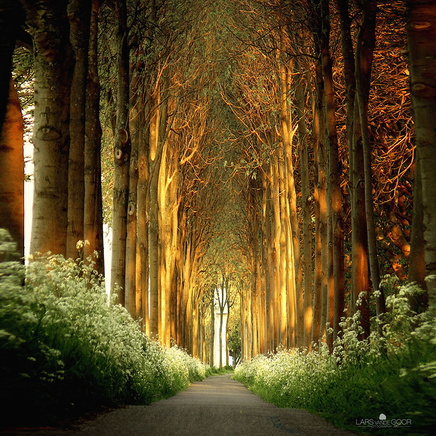 19 Magical Tree Tunnels You Should Definitely Take A Walk Through 19 Magical Tree Tunnels You Should Definitely Take A Walk Through