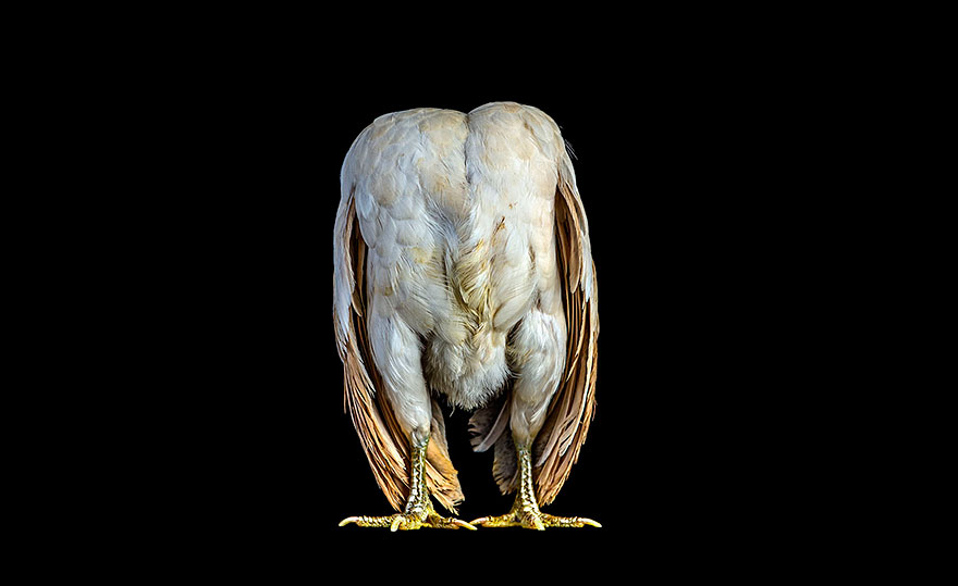 ayam-seramas-chicken-photography-ernest-goh-6