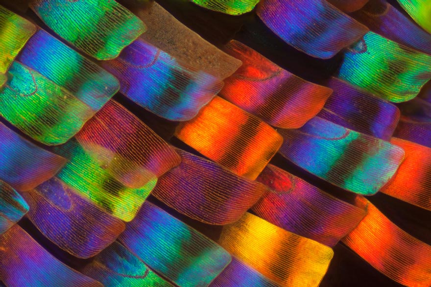 butterfly-wing-macro-photography-linden-gledhill-1 butterfly-wing-macro-photography-linden-gledhill-1