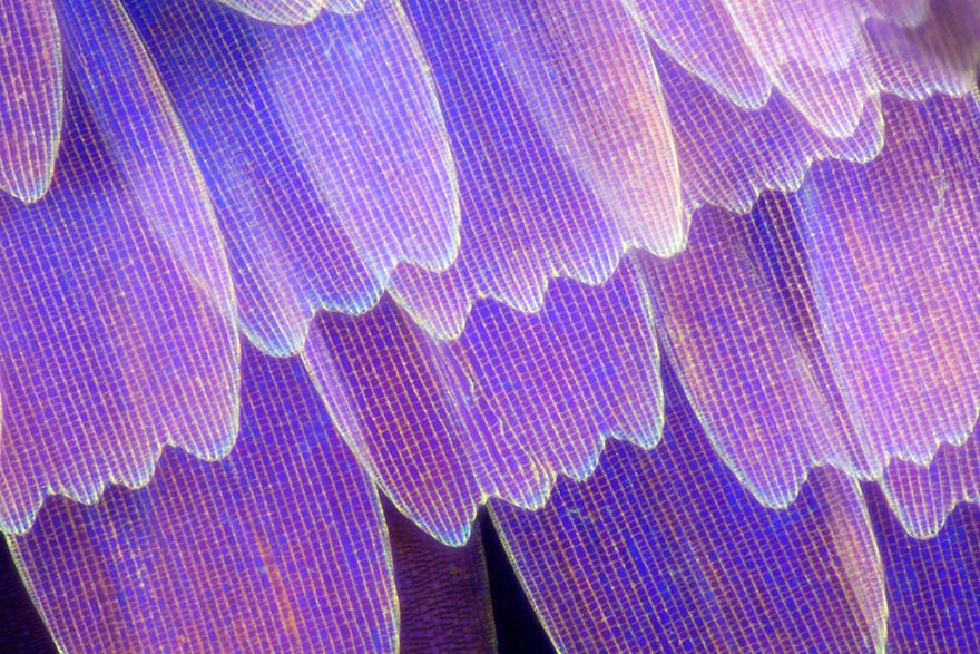butterfly-wing-macro-photography-linden-gledhill-13 butterfly-wing-macro-photography-linden-gledhill-13