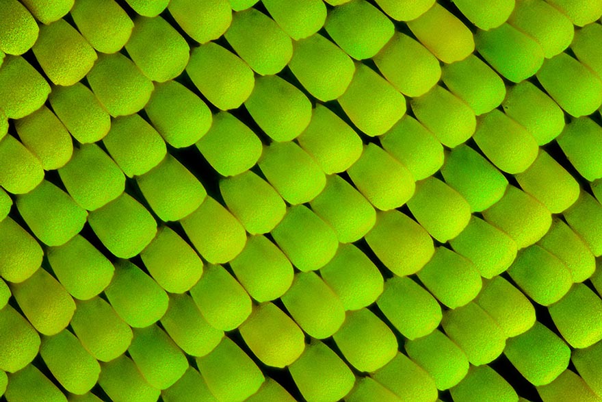 butterfly-wing-macro-photography-linden-gledhill-6 butterfly-wing-macro-photography-linden-gledhill-6