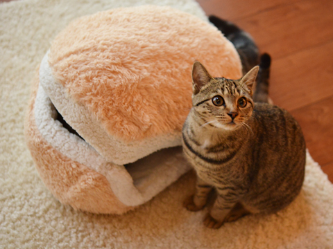 cat-burger-bed-maru-4 cat-burger-bed-maru-4