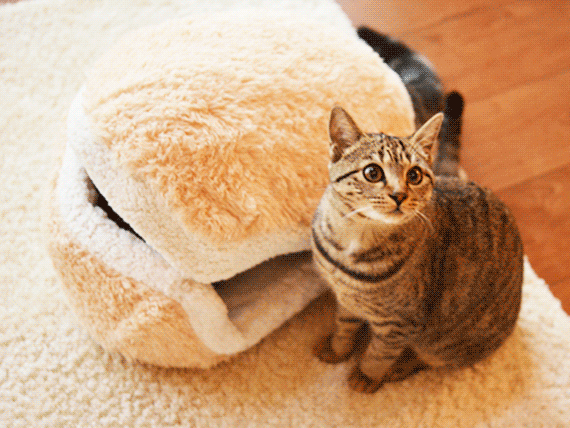 cat-burger-bed-maru-8 cat-burger-bed-maru-8