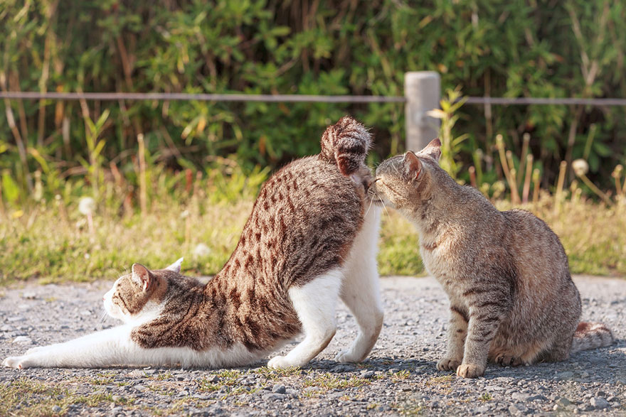 Japanese Photographer Takes Beautiful Sun-Kissed Photos Of Cats Japanese Photographer Takes Beautiful Sun-Kissed Photos Of Cats