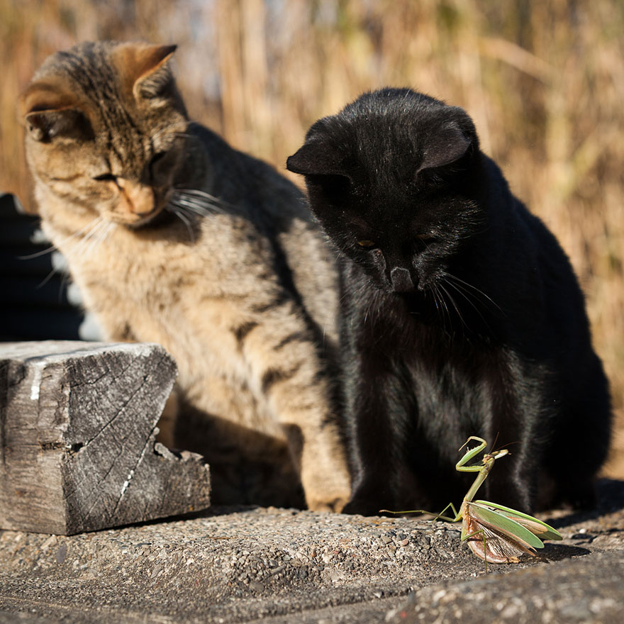 Japanese Photographer Takes Beautiful Sun-Kissed Photos Of Cats