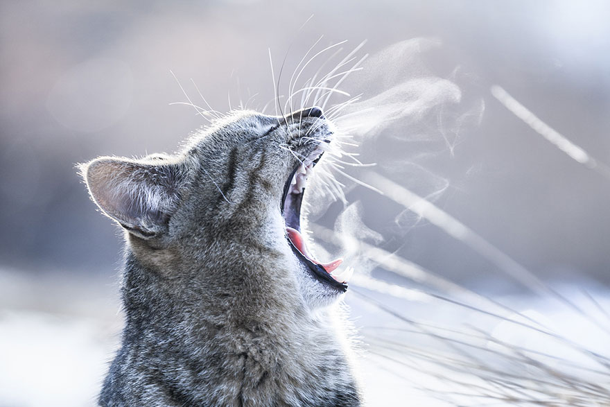 Japanese Photographer Takes Beautiful Sun-Kissed Photos Of Cats