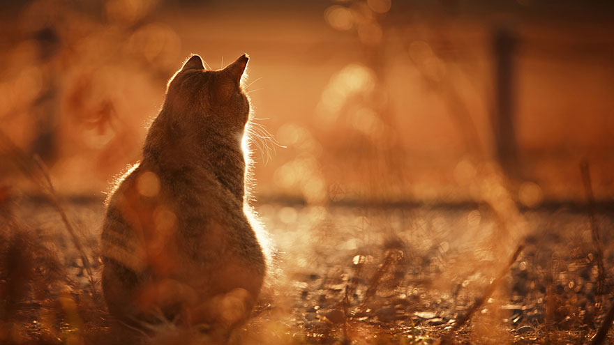 Japanese Photographer Takes Beautiful Sun-Kissed Photos Of Cats Japanese Photographer Takes Beautiful Sun-Kissed Photos Of Cats