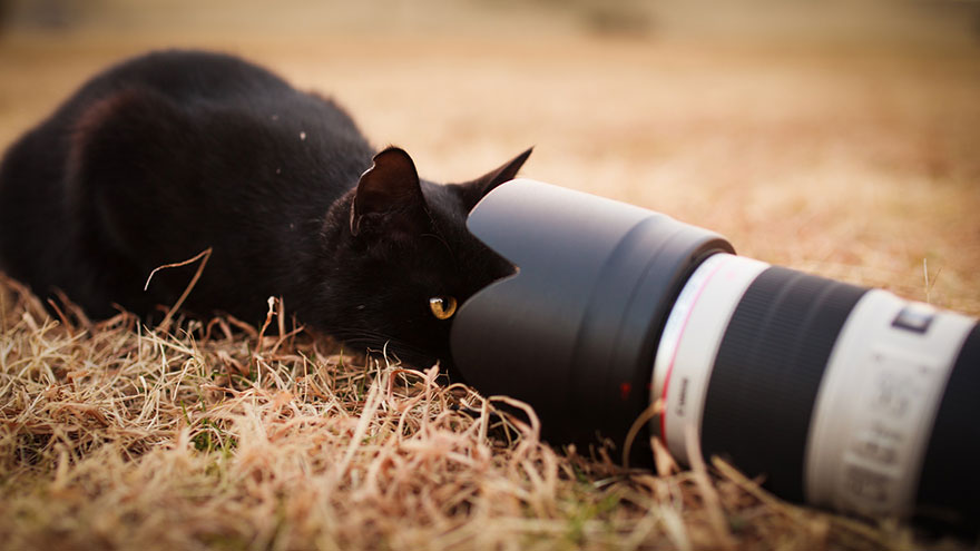 Japanese Photographer Takes Beautiful Sun-Kissed Photos Of Cats