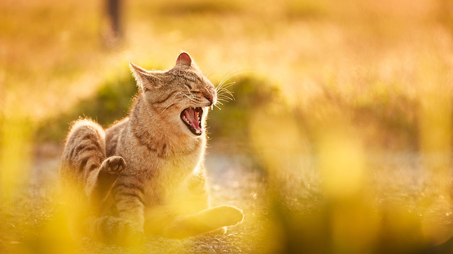 Japanese Photographer Takes Beautiful Sun-Kissed Photos Of Cats