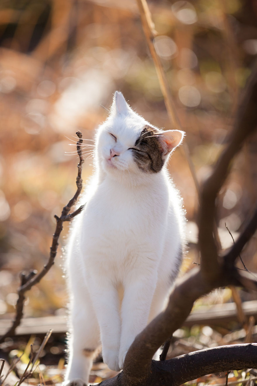 Japanese Photographer Takes Beautiful Sun-Kissed Photos Of Cats