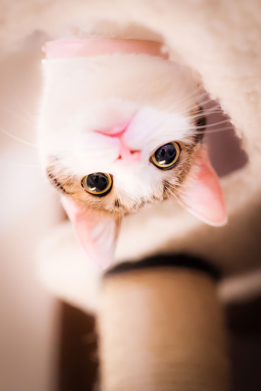 Japanese Photographer Takes Beautiful Sun-Kissed Photos Of Cats