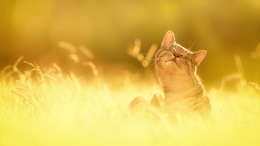 Japanese Photographer Takes Beautiful Sun-Kissed Photos Of Cats Japanese Photographer Takes Beautiful Sun-Kissed Photos Of Cats
