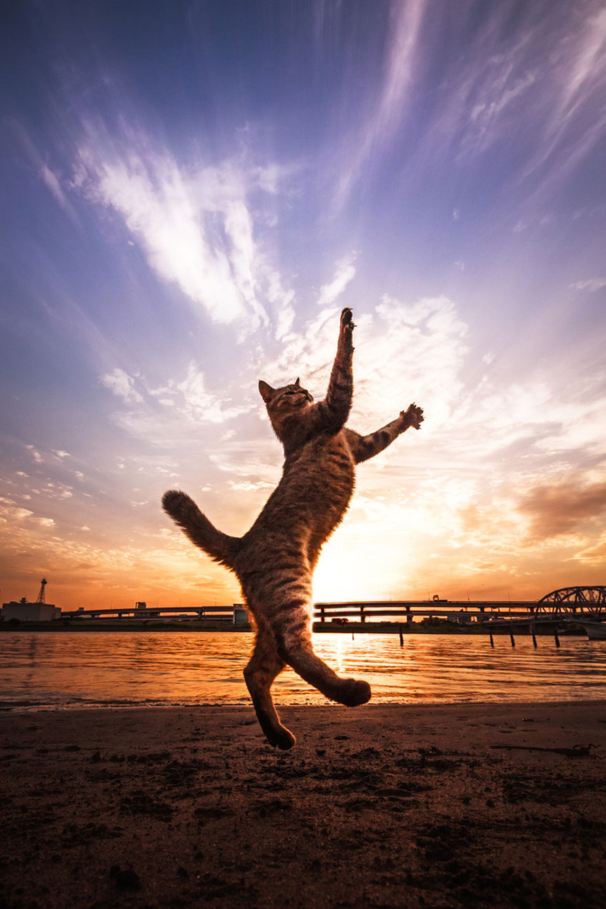 Japanese Photographer Takes Beautiful Sun-Kissed Photos Of Cats Japanese Photographer Takes Beautiful Sun-Kissed Photos Of Cats