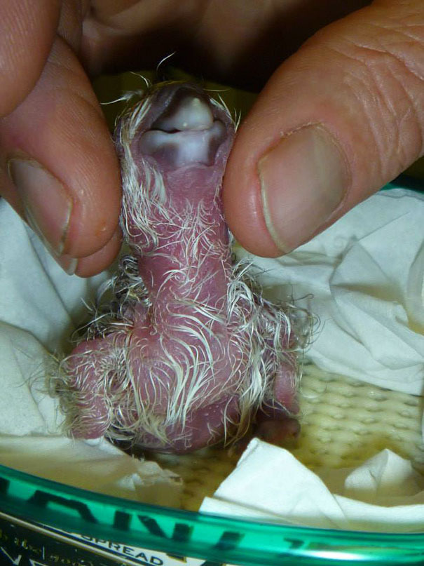 crushed-egg-repair-rare-parrot-lisa-one-kakapo-6