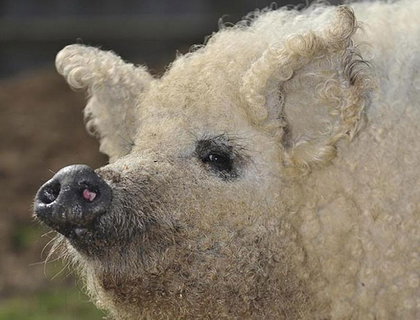 cute-fluffy-animals-19 cute-fluffy-animals-19