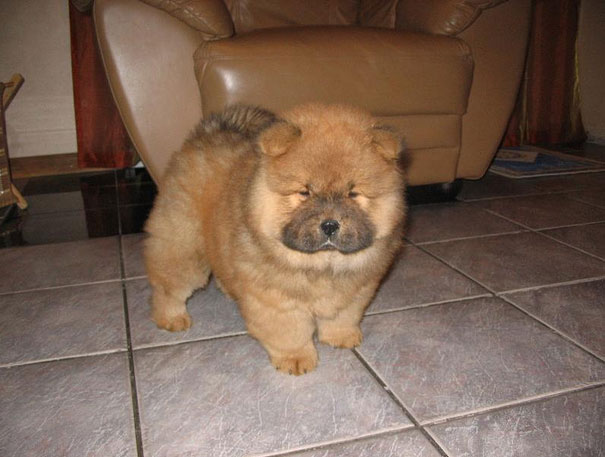 cute-fluffy-animals-23 cute-fluffy-animals-23