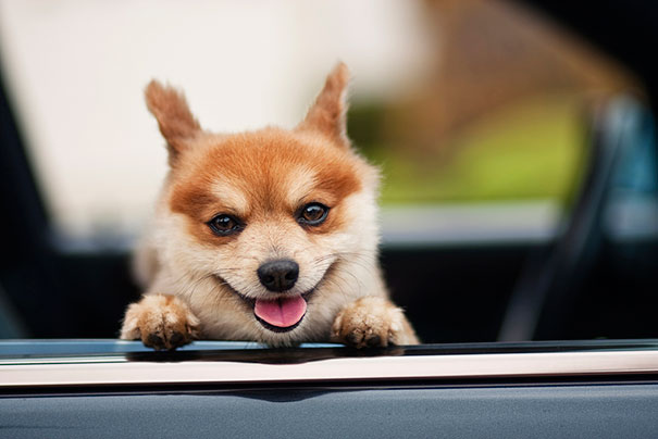 cute-smiling-animals-21 cute-smiling-animals-21