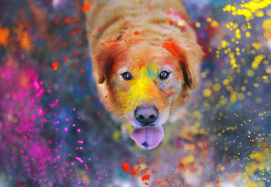 dog-photography-chuppy-golden-retriever-jessica-trinh-12 dog-photography-chuppy-golden-retriever-jessica-trinh-12