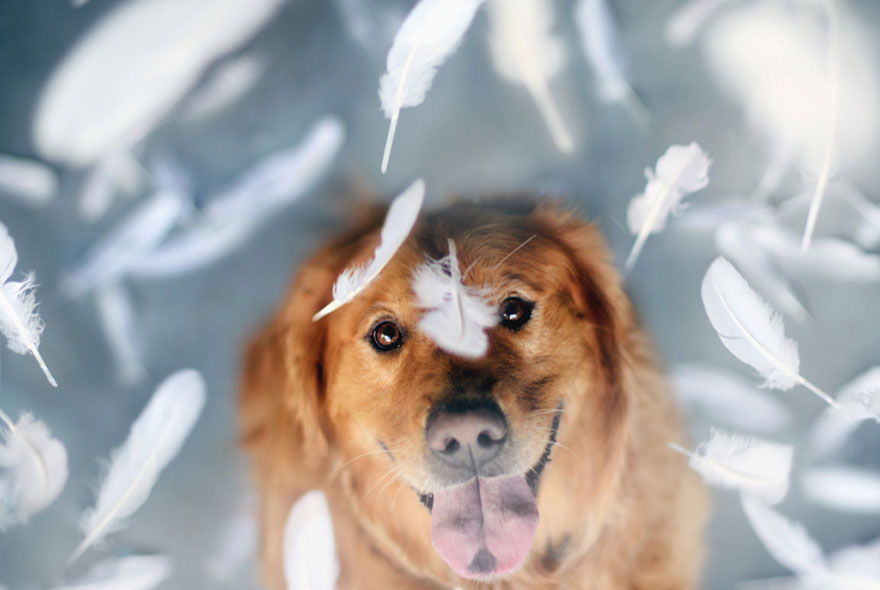 dog-photography-chuppy-golden-retriever-jessica-trinh-14 dog-photography-chuppy-golden-retriever-jessica-trinh-14