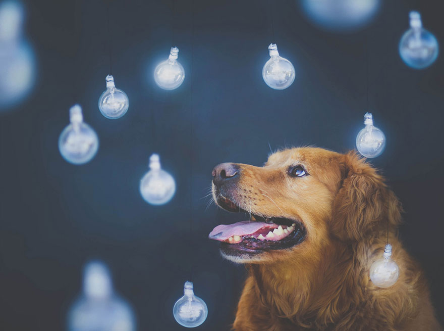 dog-photography-chuppy-golden-retriever-jessica-trinh-17 dog-photography-chuppy-golden-retriever-jessica-trinh-17