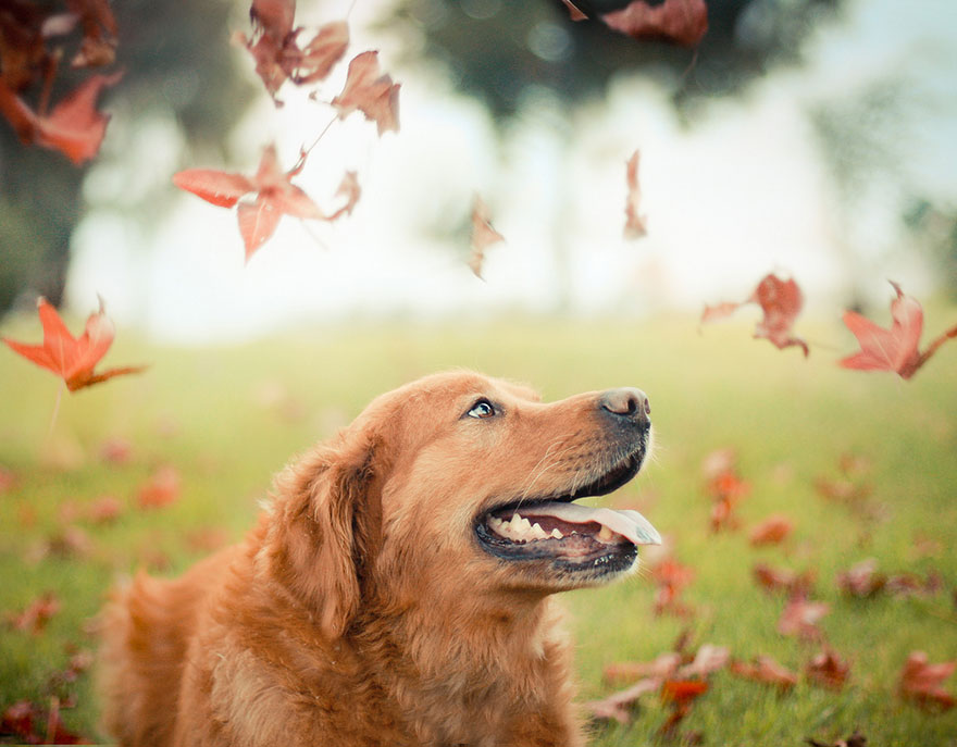 dog-photography-chuppy-golden-retriever-jessica-trinh-18 dog-photography-chuppy-golden-retriever-jessica-trinh-18