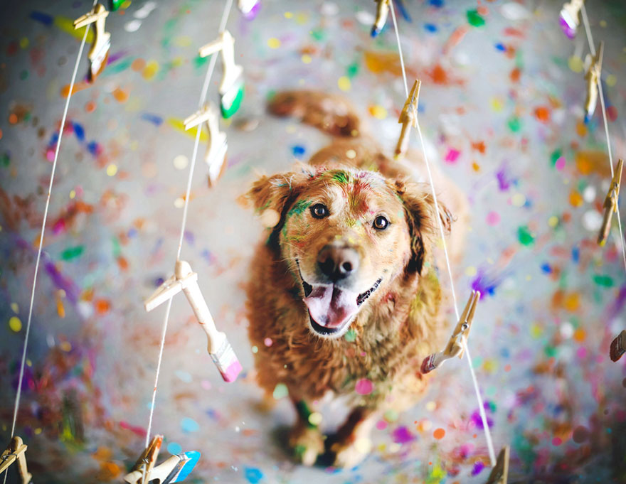 dog-photography-chuppy-golden-retriever-jessica-trinh-19 dog-photography-chuppy-golden-retriever-jessica-trinh-19