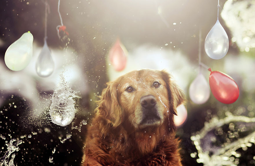 dog-photography-chuppy-golden-retriever-jessica-trinh-20 dog-photography-chuppy-golden-retriever-jessica-trinh-20
