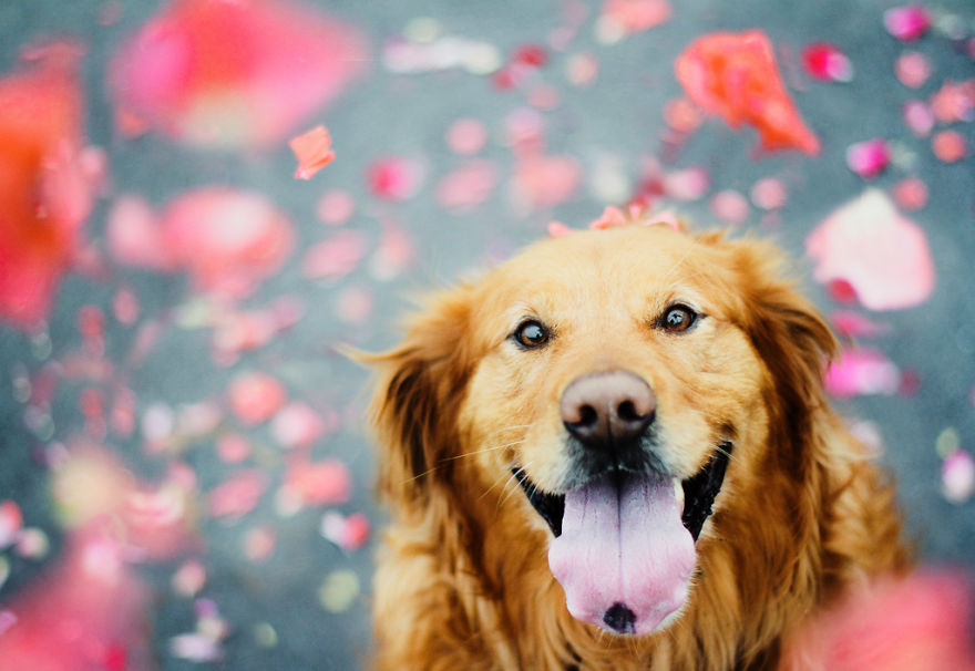 dog-photography-chuppy-golden-retriever-jessica-trinh-21 dog-photography-chuppy-golden-retriever-jessica-trinh-21