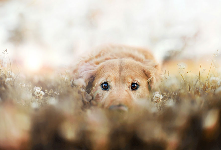 dog-photography-chuppy-golden-retriever-jessica-trinh-6 dog-photography-chuppy-golden-retriever-jessica-trinh-6