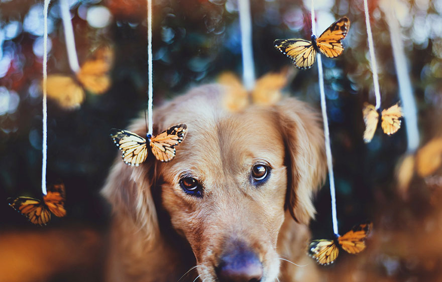 dog-photography-chuppy-golden-retriever-jessica-trinh-7 dog-photography-chuppy-golden-retriever-jessica-trinh-7